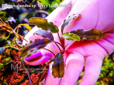 Буцефаландра Bucephalandra sp. Wevy Leaf, Melawi Буцефаландра Bucephalandra sp. Wevy Leaf, Melawi