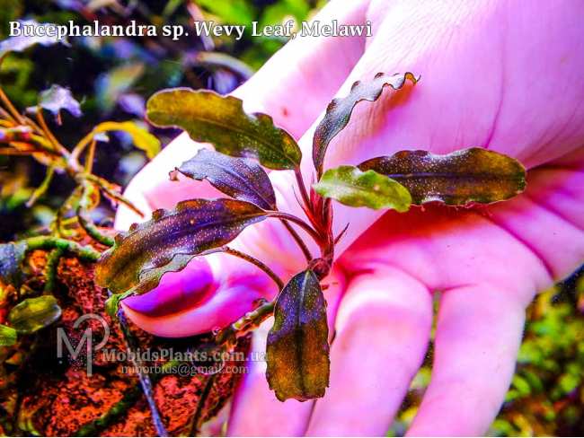 Bucephalandra sp. Wevy Leaf, Melawi