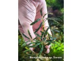 Bucephalandra sp. Xerxes