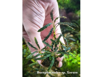 Буцефаландра Bucephalandra sp. Xerxes