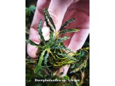 Bucephalandra sp. Xerxes