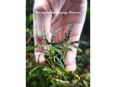 Bucephalandra sp. Xerxes