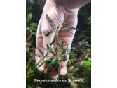 Bucephalandra sp. Xerxes