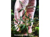 Bucephalandra sp. Xerxes