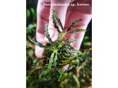 Bucephalandra sp. Xerxes