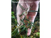 Bucephalandra sp. Xerxes