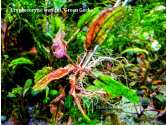 Cryptocoryne wendtii "Green Gecko"