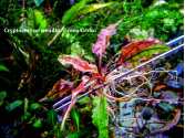 Cryptocoryne wendtii "Green Gecko"