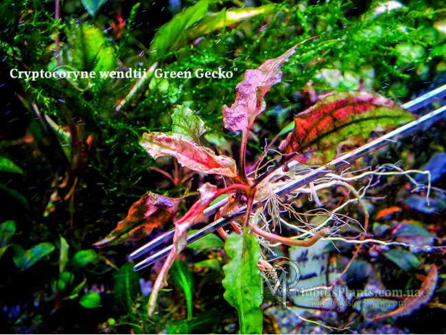 Cryptocoryne wendtii "Green Gecko"