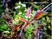 Cryptocoryne wendtii "Green Gecko"