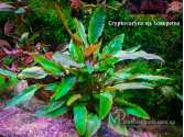 Cryptocoryne sp. Loaepetea