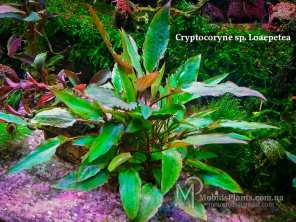 Cryptocoryne sp. Loaepetea