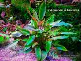 Cryptocoryne sp. Loaepetea