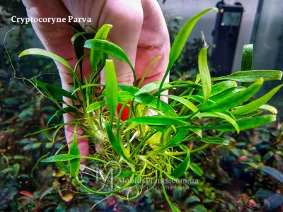 Криптокорина парва (Cryptocoryne parva) Криптокорина парва (Cryptocoryne parva)