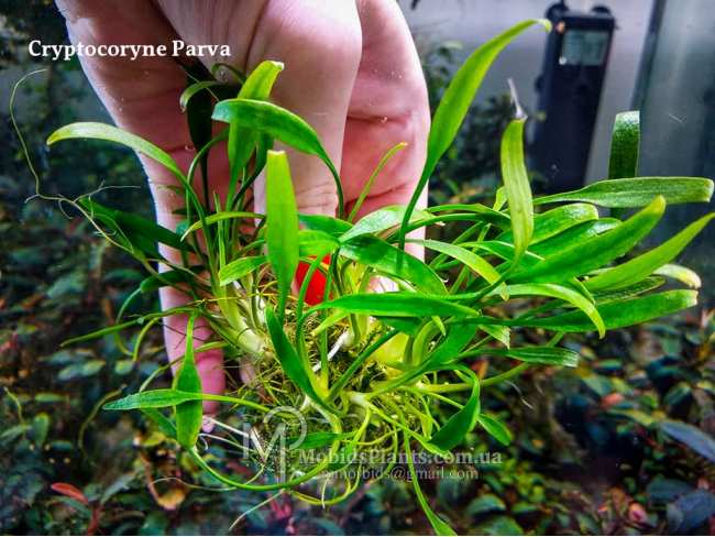 Cryptocoryne parva