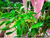 Cryptocoryne parva