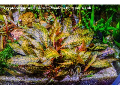 Криптокорина Нури Розен Мейден (Cryptocoryne nurii "Rosen Maiden") Криптокорина Нури Розен Мейден (Cryptocoryne nurii "Rosen Maiden")
