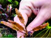 Cryptocoryne wendtii sp.