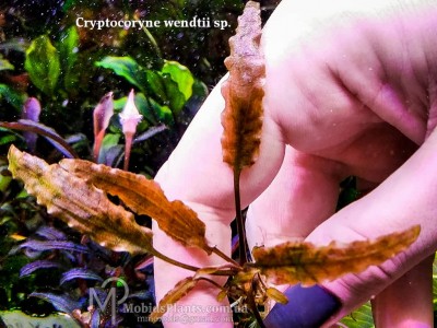 Криптокорина Вендта (Cryptocoryne wendtii sp.) Криптокорина Вендта (Cryptocoryne wendtii sp.)