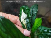 Буцефаландра Bucephalandra sp. Achilles, Central Kalimantan