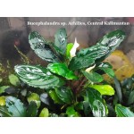 Bucephalandra sp. Achilles, Central Kalimantan