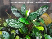 Буцефаландра Bucephalandra sp. Achilles, Central Kalimantan