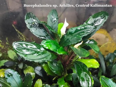 Буцефаландра Bucephalandra sp. Achilles, Central Kalimantan