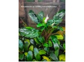 Буцефаландра Bucephalandra sp. Achilles, Central Kalimantan