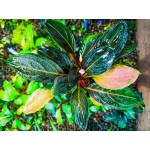 Bucephalandra sp. Dark Achilles