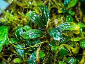 Буцефаландра Bucephalandra sp. Bulu Ayam Red