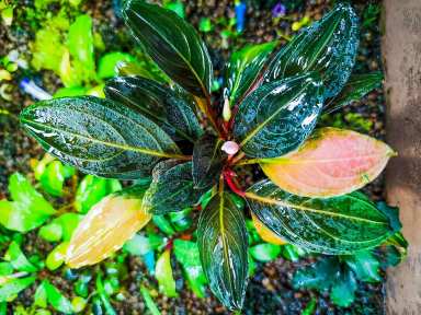 Emersed Grown Plants