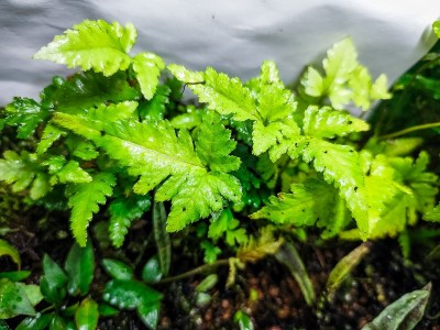 Папоротник Bolbitis sp. "Siberut"