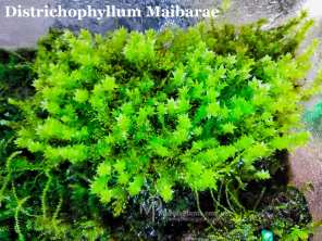 Мох Districhophyllum Maibarae