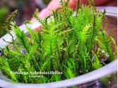 Fissidens Aphelotaxifolius