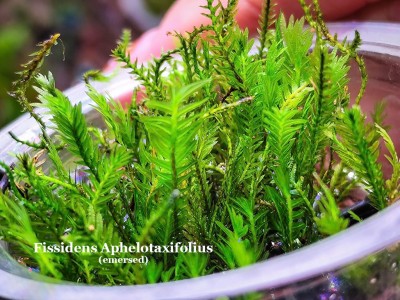 Fissidens Aphelotaxifolius Fissidens Aphelotaxifolius