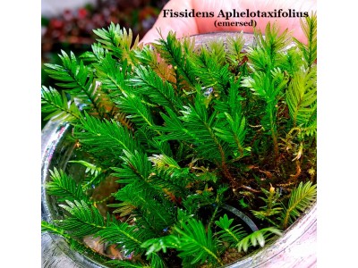 Fissidens Aphelotaxifolius Fissidens Aphelotaxifolius
