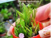 Fissidens Appalachensis