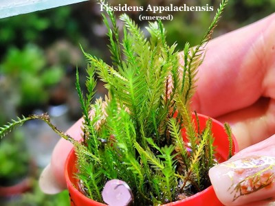Fissidens Appalachensis Fissidens Appalachensis