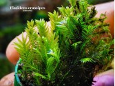 Fissidens crassipes