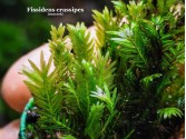 Fissidens crassipes