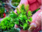 Fissidens grandifrons Fissidens grandifrons