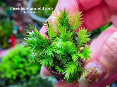 Fissidens grandifrons Fissidens grandifrons