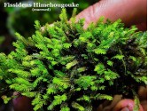 Fissidens Himehougouke
