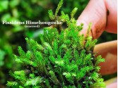 Fissidens Himehougouke