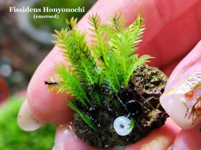 Fissidens Honyonochi