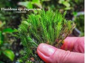 Fissidens sp. Japonicus