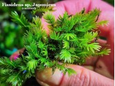 Fissidens sp. Japonicus