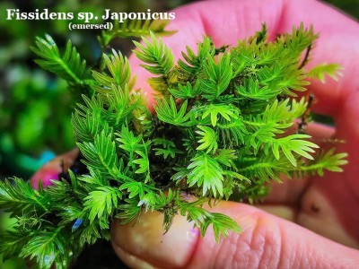 Fissidens sp. Japonicus Fissidens sp. Japonicus