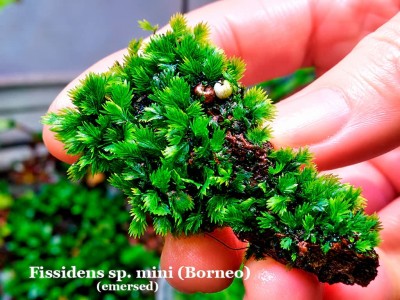 Fissidens sp. mini (Borneo) Fissidens sp. mini (Borneo)