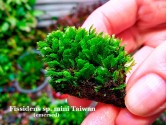 Fissidens sp. mini Taiwan